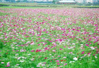 霧峰花海風華再現更勝往年(圖)