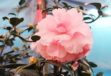 苗縣三義茶花節今熱鬧登場(圖)