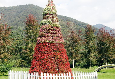 埔里楓樺台一渡假村花卉節正式登場(圖)