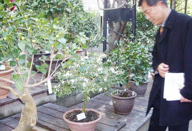 山茶花暨原生茶花特展即日起登場(圖)
