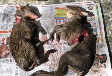 男子盜獵長鬃山羊遭警逮捕(圖)