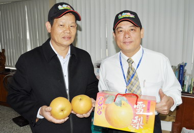 梨山雪梨甜美多汁  年節最佳伴手禮(圖)