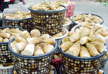 小寒冬筍盛產每百公斤2萬8(圖)