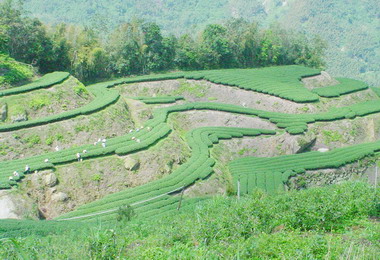 大鞍竹海風景區南投觀光新選擇(圖)