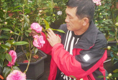 鹿谷天鵝湖育蘊珍貴崑崙黑山茶花(圖)