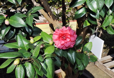 竹縣縣花－茶花熱銷全台(圖)