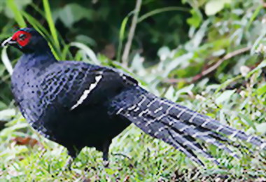 黑長尾帝雉類似1000元(圖)
