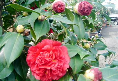 台大實驗林鳳麓茶馨茶花展開幕(圖)