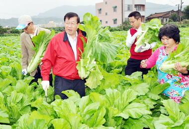 邱鏡淳至農田體驗拔蘿蔔採長年菜樂趣(圖)