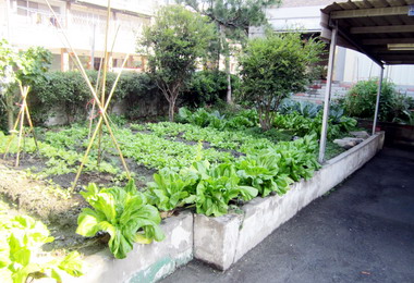 草屯復興派出善用警所空地種菜分享(圖)