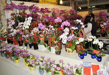 台中國光花市春節期間不打烊(圖)