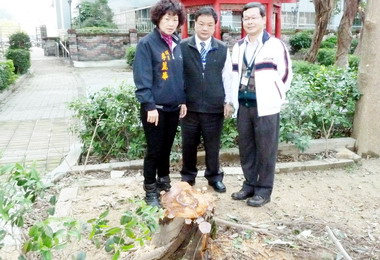 議員李麗華痛批任意在公園內砍老樹(圖)