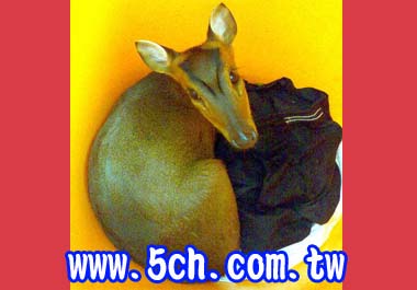 救落水狗國姓消防隊驚見是山羌(圖)