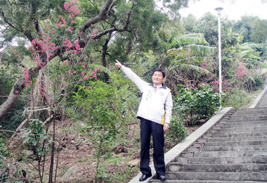 台中議員提案規劃鰲峰山為櫻花主題公園(圖)