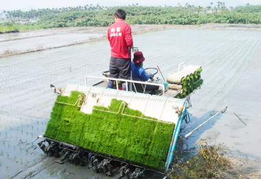 瑞田農村春耕播下第一期稻作(圖)