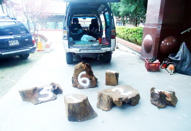 信義派出所查獲盜採牛樟木塊(圖)