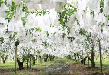 苗栗白布帆重生再現前景可待(圖)