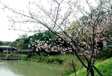 竹市櫻花祭正式登場(圖)