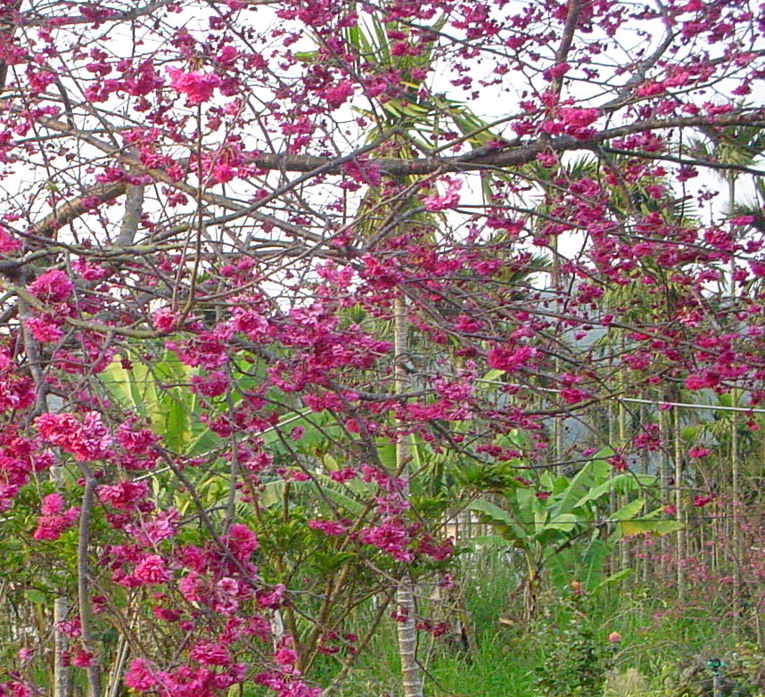 鹿谷櫻花迎風搖曳 令遊客驚豔(圖)