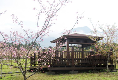 春遊鹿谷小半天 櫻樹成林賞花趣(圖)