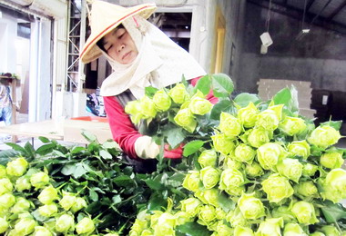 屏東情人節近  玫瑰花價俏(圖)