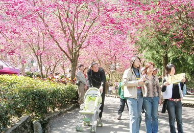 九族櫻花迎接來訪遊客(圖)