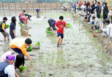 台南市長賴清德下田插秧體驗農民苦(圖)