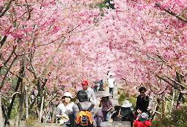 臺大茶園河津櫻花盛開(圖)