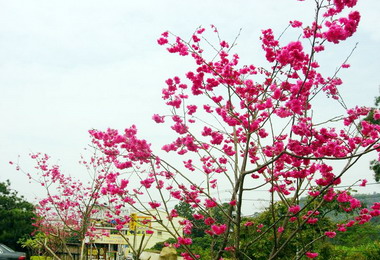 竹山竹屋部落與永隆社區櫻花盛開(圖)