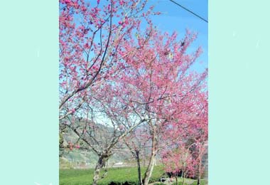 信義草坪頭辦災後兒少培力計劃(圖)