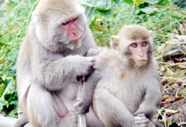 農業處：民眾勿餵食臺灣獼猴以免觸法(圖)
