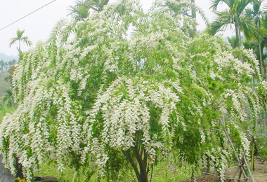 鹿谷開滿「滿庭芳樹」美不勝收(圖)