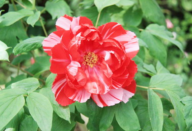 杉林溪牡丹花朵朵綻放(圖)