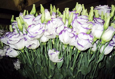 花藝界新寵台灣洋桔梗熱銷日本(圖)