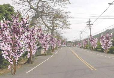 大甲鐵砧山將塑造成櫻花大道(圖)