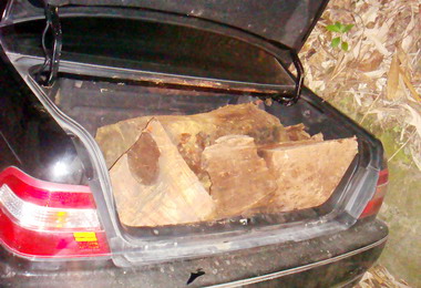 信義警分局逮獲山老鼠(圖)