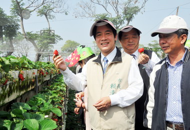 南市善化低碳綠能草莓祭今展開(圖)