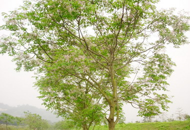 竹山苦苓樹成林賞花趁早(圖)