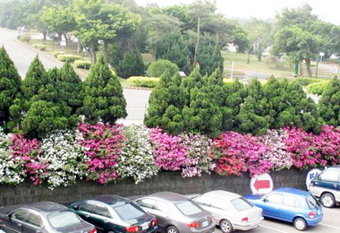 台中區監理所杜鵑花盛開(圖)