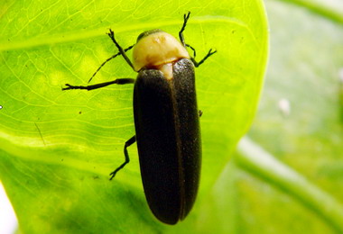 南投賞螢季開始登場(圖)