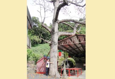 清水唯一百年大木棉樹議員：應保護(圖)