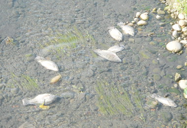 大里旱溪南門橋上游魚群暴斃死亡(圖)