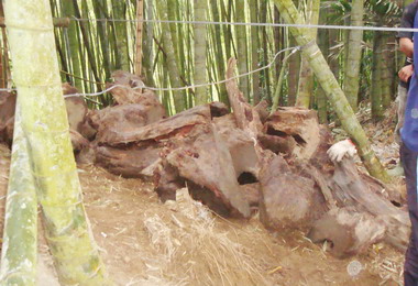 信義派出所查獲山老鼠盜採牛樟木(圖)