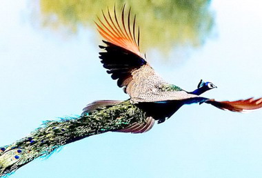 鳳凰谷鳥園美麗孔雀展翅飛翔(圖)