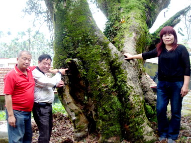 鹿谷九重吹老樹(圖)