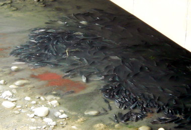 旱溪積善橋下魚群豐富水質不潔恐遭污染(圖)