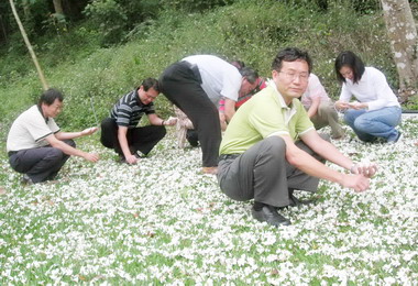 南投客家桐花祭水里熱鬧登場(圖)