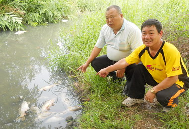 大里又傳上百條魚集體暴斃死亡(圖)