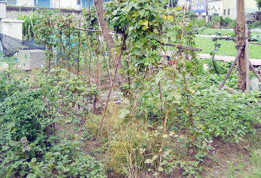 植栽公園變菜園民眾盼相關單位派員整頓(圖)