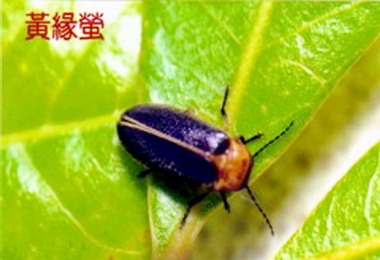 信義公所公所28日辦賞螢親自然活動(圖)